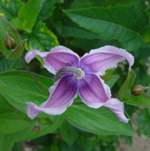 Clematis integrifolia lavender